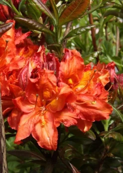 Mary Poppins Azalea (Rhododendron) - 5 Gallon Pot -Cheap Green Garden Store Native Azalea Mary Poppins 5