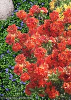 Mary Poppins Azalea (Rhododendron) - 5 Gallon Pot -Cheap Green Garden Store Native Azalea Mary Poppins 6