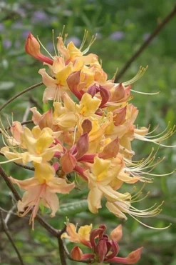 My Mary Native Azalea (Rhododendron) - 3 Gallon Pot 9 My Mary Native Azalea (Rhododendron) - 3 Gallon Pot -Cheap Green Garden Store Native Azalea My Mary 10