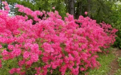 Rosy Lights Cold Hardy Azalea (Rhododendron) - 3 Gallon Pot -Cheap Green Garden Store Native Azalea Rosy Lights 5