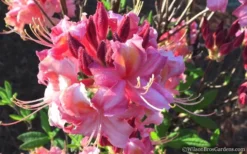 Southern Sunset Aromi Azalea (Rhododendron Hybrid) - 3 Gallon Pot -Cheap Green Garden Store Native Azalea Southern Sunset 2