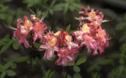 Southern Sunset Aromi Azalea (Rhododendron Hybrid) - 3 Gallon Pot -Cheap Green Garden Store Native Azalea Southern Sunset 4