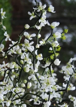 Flying Dragon Hardy Orange Tree - 3 Gallon Pot -Cheap Green Garden Store Orange Flying Dragon 10