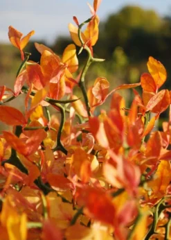 Flying Dragon Hardy Orange Tree - 7 Gallon Pot (3-4') -Cheap Green Garden Store Orange Flying Dragon 13 1