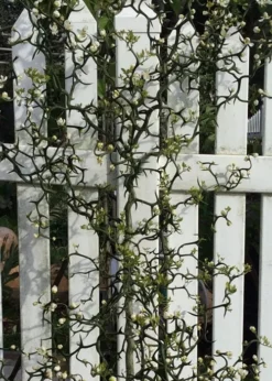 Flying Dragon Hardy Orange Tree - 7 Gallon Pot (3-4') -Cheap Green Garden Store Orange Flying Dragon 3 1