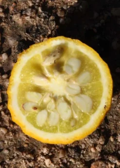 Flying Dragon Hardy Orange Tree - 3 Gallon Pot -Cheap Green Garden Store Orange Flying Dragon 5