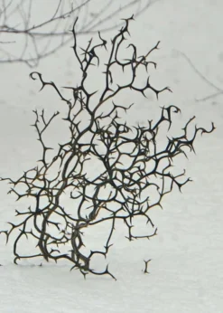 Flying Dragon Hardy Orange Tree - 3 Gallon Pot -Cheap Green Garden Store Orange Flying Dragon 7