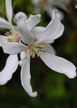 Flying Dragon Hardy Orange Tree - 3 Gallon Pot -Cheap Green Garden Store Orange Flying Dragon 8