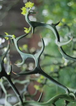 Flying Dragon Hardy Orange Tree - 7 Gallon Pot (3-4') -Cheap Green Garden Store Orange Flying Dragon 9 1