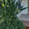 Pringles Dwarf Podocarpus Yew - 3 Gallon Pot