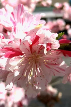 Peppermint Flowering Peach Tree - 5 Gallon Pot -Cheap Green Garden Store Peach Flowering Peppermint 2