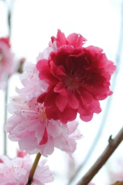 Peppermint Flowering Peach Tree - 5 Gallon Pot -Cheap Green Garden Store Peach Flowering Peppermint 3