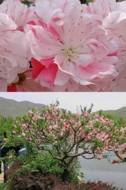 Peppermint Flowering Peach Tree - 5 Gallon Pot -Cheap Green Garden Store Peach Flowering Peppermint 6