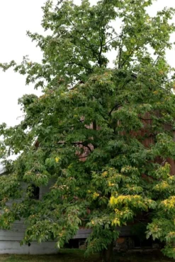 American Persimmon Tree (Diospyros Virginiana) - 1 Gallon Pot -Cheap Green Garden Store Persimmon American 2 1