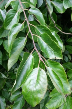 American Persimmon Tree (Diospyros Virginiana) - 1 Gallon Pot -Cheap Green Garden Store Persimmon American 3 1