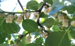 American Persimmon Tree (Diospyros Virginiana) - 1 Gallon Pot -Cheap Green Garden Store Persimmon American 5 1
