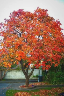 American Persimmon Tree (Diospyros Virginiana) - 1 Gallon Pot -Cheap Green Garden Store Persimmon American 6 1