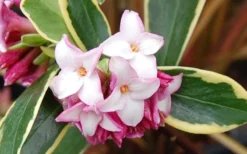Variegated Pink Winter Daphne - 1 Gallon Pot -Cheap Green Garden Store Picture Daphne Variegated Pink Closeup