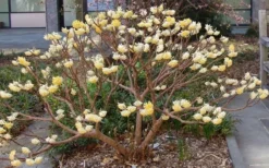 Edgeworthia Chrysantha - Paper Bush - 3 Gallon -Cheap Green Garden Store Picture Edgeworthia Paper Bush 3