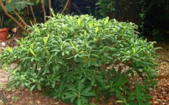Edgeworthia Chrysantha - Paper Bush - 3 Gallon -Cheap Green Garden Store Picture Edgeworthia Shrub