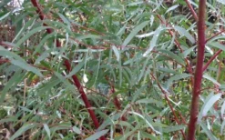 Angus Cold Hardy Eucalyptus Tree (Eucalyptus Nicholii) - 5 Gallon Pot -Cheap Green Garden Store Picture Eucalyptus Tree Anugus Willow Leaf Peppermint 5