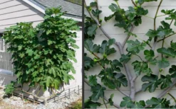 Brown Turkey Fig Tree - 6 Pack Of 1 Gallon Pots 15 Brown Turkey Fig Tree - 6 Pack Of 1 Gallon Pots -Cheap Green Garden Store Picture Fig Brown Turkey Espalier