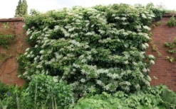 Climbing Hydrangea 'Petiolaris' - 1 Gallon Pot (2.5-3') -Cheap Green Garden Store Picture Hydrangea Climbing Petiolaris 5