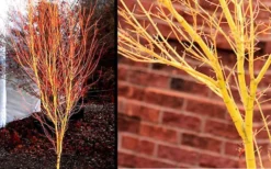 Bihou Yellow Bark Japanese Maple - 1 Gallon Pot 10 Bihou Yellow Bark Japanese Maple - 1 Gallon Pot -Cheap Green Garden Store Picture Japanese Maple Bihou 1 1
