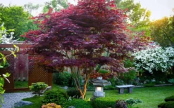 Bloodgood Red Leaf Japanese Maple - 2 Gallon Pot -Cheap Green Garden Store Picture Japanese Maple Bloodgood tree 1