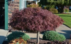 Crimson Queen Dwarf Japanese Maple - 1 Gallon Pot -Cheap Green Garden Store Picture Japanese Maple Crimson Queen 1 2