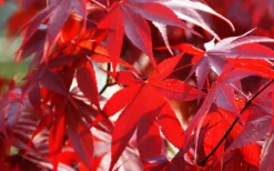 Fireglow Red Leaf Japanese Maple - 3 Gallon Pot -Cheap Green Garden Store Picture Japanese Maple Fireglow 2