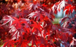 Fireglow Red Leaf Japanese Maple - 5 Gallon Pot (3-4') -Cheap Green Garden Store Picture Japanese Maple Fireglow 3 1