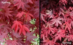 Red 'N Summer Japanese Maple - Acer Palmatum 'Hefner's Red' - 3 Gallon Pot 10 Red 'N Summer Japanese Maple - Acer Palmatum 'Hefner's Red' - 3 Gallon Pot -Cheap Green Garden Store Picture Japanese Maple Hefners Red Spring