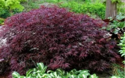 Red Dragon Dwarf Japanese Maple - 5 Gallon Pot -Cheap Green Garden Store Picture Japanese Maple Red Dragon