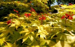 Summer Gold Japanese Maple - 1 Gallon Pot -Cheap Green Garden Store Picture Japanese Maple Summer Gold 8