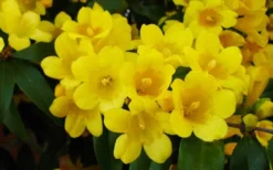 Butterscotch Yellow Jasmine (Jessamine) Gelsemium Sempervirens - 3 Gallon Pot -Cheap Green Garden Store Picture Jasmine Butterscotch 2