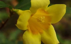 Butterscotch Yellow Jasmine (Jessamine) Gelsemium Sempervirens - 3 Gallon Pot -Cheap Green Garden Store Picture Jasmine Butterscotch 4