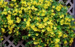 Carolina Yellow Jasmine (Jessamine) Gelsemium Sempervirens - 3 Gallon Pot -Cheap Green Garden Store Picture Jasmine Carolina 7