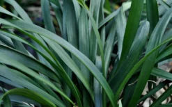Big Blue Liriope (Lily Turf) - 1 Gallon Pot -Cheap Green Garden Store Picture Liriope Big Blue 7