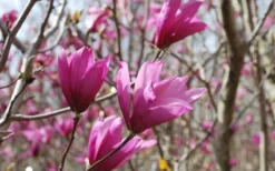 Ann Magnolia Tulip Tree - 5 Gallon Pot 15 Ann Magnolia Tulip Tree - 5 Gallon Pot -Cheap Green Garden Store Picture Magnolia Ann 1 1