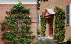 Kay Parris Southern Magnolia - 7 Gallon Pot (3-4') -Cheap Green Garden Store Picture Magnolia Little Gem Espalier 2 1