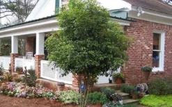 Fragrant White Tea Olive - 7 Gallon Pot (4-5') -Cheap Green Garden Store Picture Tea Olive Tree 1