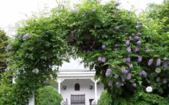 Amethyst Falls Wisteria Vine - 5 Gallon Pot -Cheap Green Garden Store Picture Wisteria Amethyst Falls 1 1