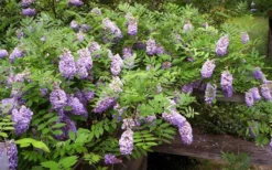 Amethyst Falls Wisteria Vine - 5 Gallon Pot -Cheap Green Garden Store Picture Wisteria Amethyst Falls 5 1