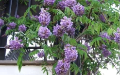 Amethyst Falls Wisteria Vine - 5 Gallon Pot -Cheap Green Garden Store Picture Wisteria Amethyst Falls Vine 1 1