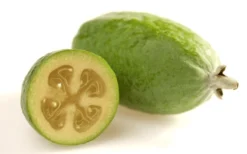 Pineapple Guava -Feijoa Sellowiana - 7 Gallon Pot 17 Pineapple Guava -Feijoa Sellowiana - 7 Gallon Pot -Cheap Green Garden Store Pineapple Guava Fruit