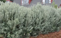 Pineapple Guava -Feijoa Sellowiana - 7 Gallon Pot 15 Pineapple Guava -Feijoa Sellowiana - 7 Gallon Pot -Cheap Green Garden Store Pineapple Guava Hedge