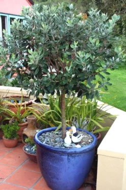 Pineapple Guava - Feijoa Sellowiana - 3 Gallon Pot 14 Pineapple Guava - Feijoa Sellowiana - 3 Gallon Pot -Cheap Green Garden Store Pineapple Guava In Pot 500x750 2