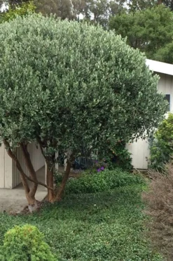 Pineapple Guava -Feijoa Sellowiana - 7 Gallon Pot 13 Pineapple Guava -Feijoa Sellowiana - 7 Gallon Pot -Cheap Green Garden Store Pineapple Guava Tree 21