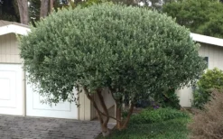 Pineapple Guava - Feijoa Sellowiana - 3 Gallon Pot 16 Pineapple Guava - Feijoa Sellowiana - 3 Gallon Pot -Cheap Green Garden Store Pineapple Guava Tree 22 1